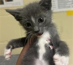 Shelter Stray Male Cat last seen TIERRA WOOD WAY & PONY TRAIL WAY, 2127 Front St, Sacramento, CA 95818, USA