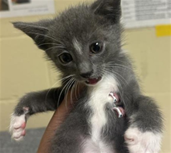 Shelter Stray Male Cat last seen TIERRA WOOD WAY & PONY TRAIL WAY, 2127 Front St, Sacramento, CA 95818, USA