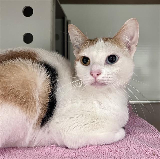 Shelter Stray Female Cat last seen WASHINGTON X STOCKTON, 1419 Bryant St, San Francisco, CA 94103, USA