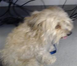 Shelter Stray Female Dog last seen DOLORES PARK 9/15, 1419 Bryant St, San Francisco, CA 94103, USA