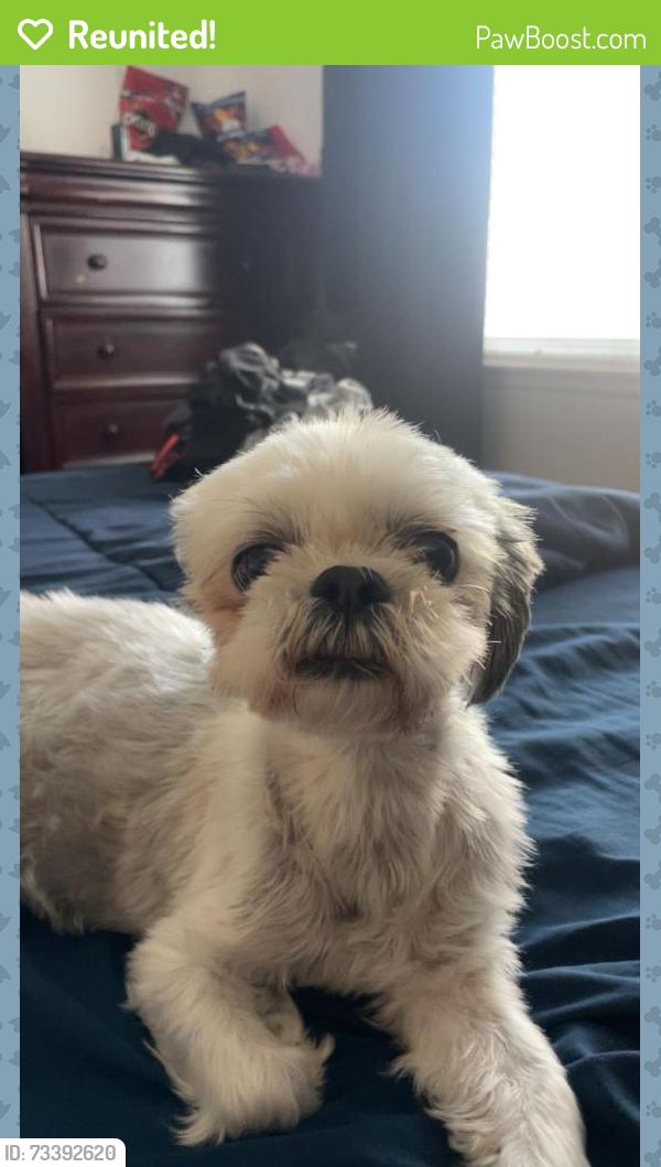 Reunited Female Dog last seen Near Via Linares, Mission Viejo, CA 92691