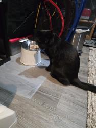 Reunited Male Cat last seen Juanita Drive NE Kirkland Finn Hill area., Kirkland, WA 98034