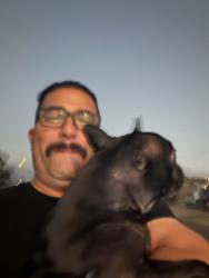 Reunited Female Dog last seen Tamarindo and Conolley, Chula Vista, CA 91911