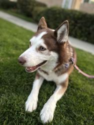 Reunited Female Dog last seen Near Arizona, West Covina, CA 91792, USA, West Covina, CA 91792