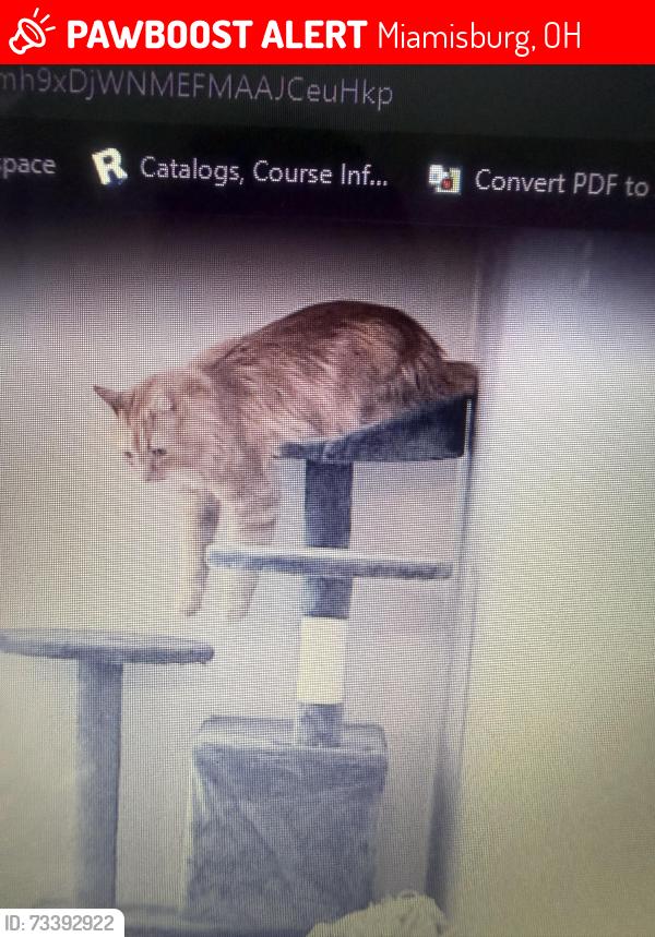 Lost Male Cat last seen Hawthorne extended stay, Miamisburg, OH 45342