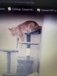 Lost Male Cat last seen Hawthorne extended stay, Miamisburg, OH 45342