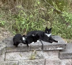 Found/Stray Female Cat last seen Hambiltonian rd, Chester, NY 10918