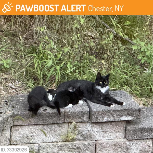 Found/Stray Female Cat last seen Hambiltonian rd, Chester, NY 10918