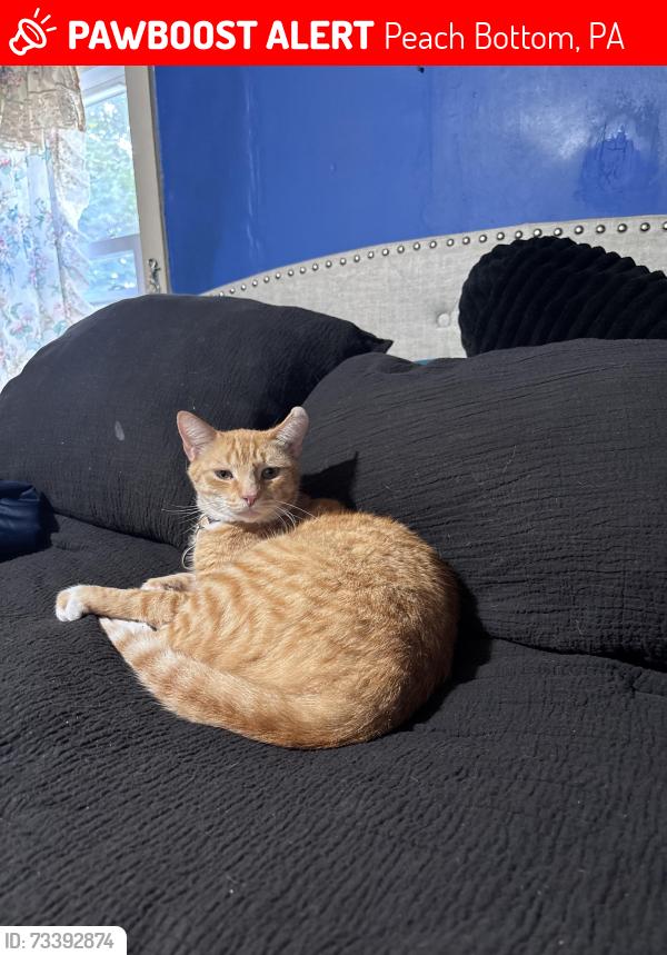 Lost Male Cat last seen Near Robert Fulton firehouse, Peach Bottom, PA 17563