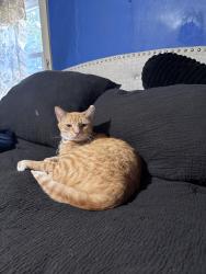 Lost Male Cat last seen Near Robert Fulton firehouse, Peach Bottom, PA 17563