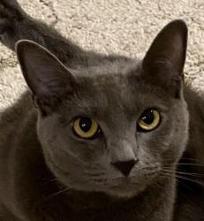 Lost Female Cat last seen Habana and Platt St, Tampa, FL 33609