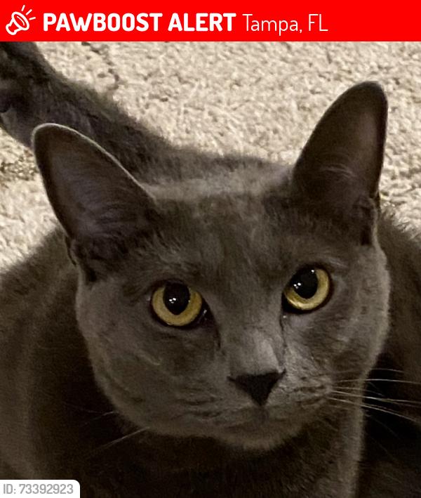 Lost Female Cat last seen Habana and Platt St, Tampa, FL 33609