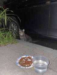 Found/Stray Unknown Cat last seen Near Madison Avenue on the road under cars, Albany, NY 12208