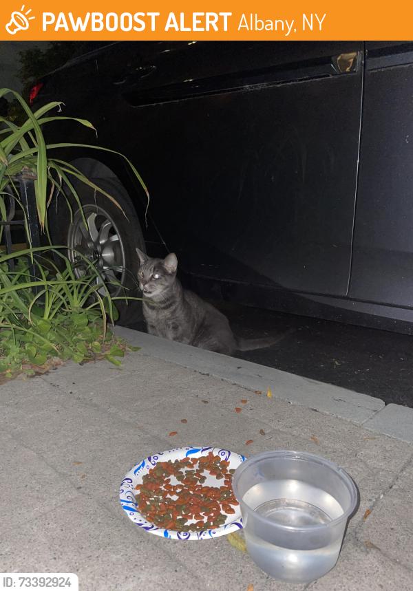 Found/Stray Unknown Cat last seen Near Madison Avenue on the road under cars, Albany, NY 12208