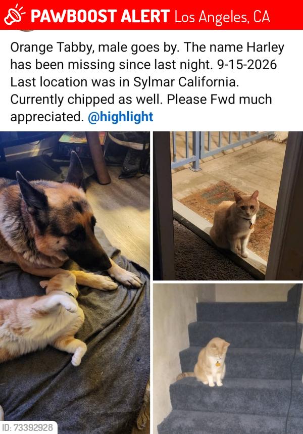Lost Male Cat last seen Nearest cross street Bledsoe not far from pioneer cemetery on foothill, Los Angeles, CA 91342