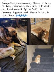 Lost Male Cat last seen Nearest cross street Bledsoe not far from pioneer cemetery on foothill, Los Angeles, CA 91342
