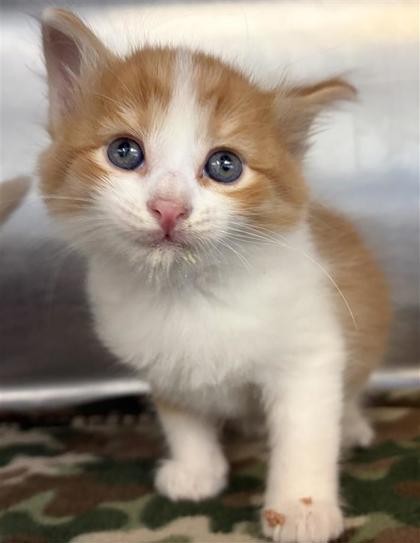 Shelter Stray Male Cat last seen Near McConnell Ave, CITY of El Paso, TX, 5001 Fred Wilson Ave, El Paso, TX 79906, USA