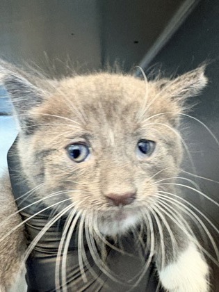 Shelter Stray Male Cat last seen Near TRAWOOD, CITY of El Paso, TX, 5001 Fred Wilson Ave, El Paso, TX 79906, USA