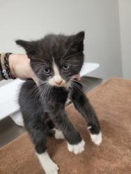 Shelter Stray Male Cat last seen Near OLD WINERY PL, Rancho Cordova, CA, 6201 Florin Perkins Rd, Sacramento, CA 95828, USA