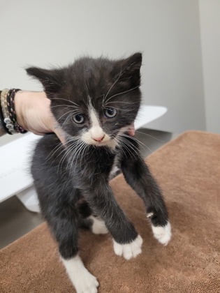 Shelter Stray Male Cat last seen Near OLD WINERY PL, Rancho Cordova, CA, 6201 Florin Perkins Rd, Sacramento, CA 95828, USA