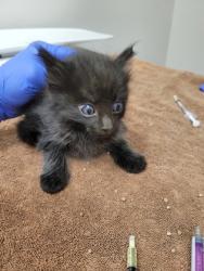 Shelter Stray Male Cat last seen Near OLD WINERY PL, Rancho Cordova, CA, 6201 Florin Perkins Rd, Sacramento, CA 95828, USA