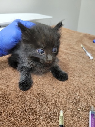 Shelter Stray Male Cat last seen Near OLD WINERY PL, Rancho Cordova, CA, 6201 Florin Perkins Rd, Sacramento, CA 95828, USA