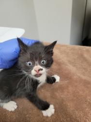 Shelter Stray Female Cat last seen Near OLD WINERY PL, Rancho Cordova, CA, 6201 Florin Perkins Rd, Sacramento, CA 95828, USA
