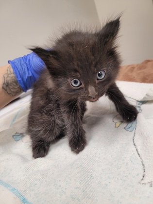 Shelter Stray Male Cat last seen Near OLD WINERY PL, Rancho Cordova, CA, 6201 Florin Perkins Rd, Sacramento, CA 95828, USA