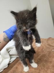 Shelter Stray Female Cat last seen Near OLD WINERY PL, Rancho Cordova, CA, 6201 Florin Perkins Rd, Sacramento, CA 95828, USA