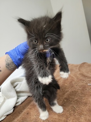 Shelter Stray Female Cat last seen Near OLD WINERY PL, Rancho Cordova, CA, 6201 Florin Perkins Rd, Sacramento, CA 95828, USA