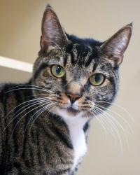 Shelter Stray Male Cat last seen Near E Ponce de Leon Ave, 30030, GA, 3280 Chamblee Dunwoody Rd, Chamblee, GA 30341, USA