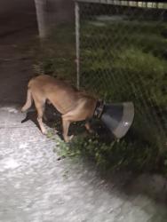 Found/Stray Unknown Dog last seen On 41 street and 10th ave, Hialeah, FL 33013