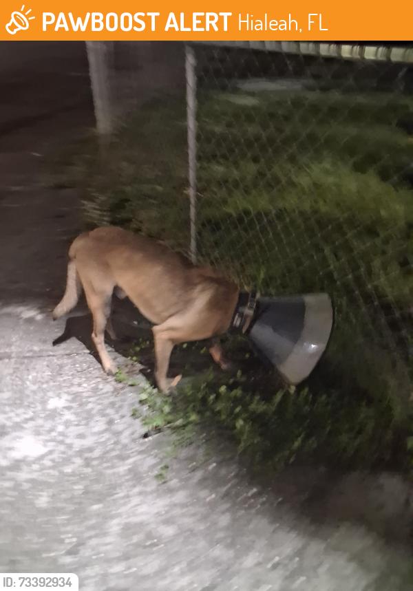 Found/Stray Unknown Dog last seen On 41 street and 10th ave, Hialeah, FL 33013