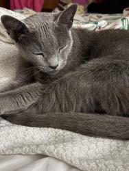 Lost Male Cat last seen Nancy Bush PArk, Camarillo, CA 93010