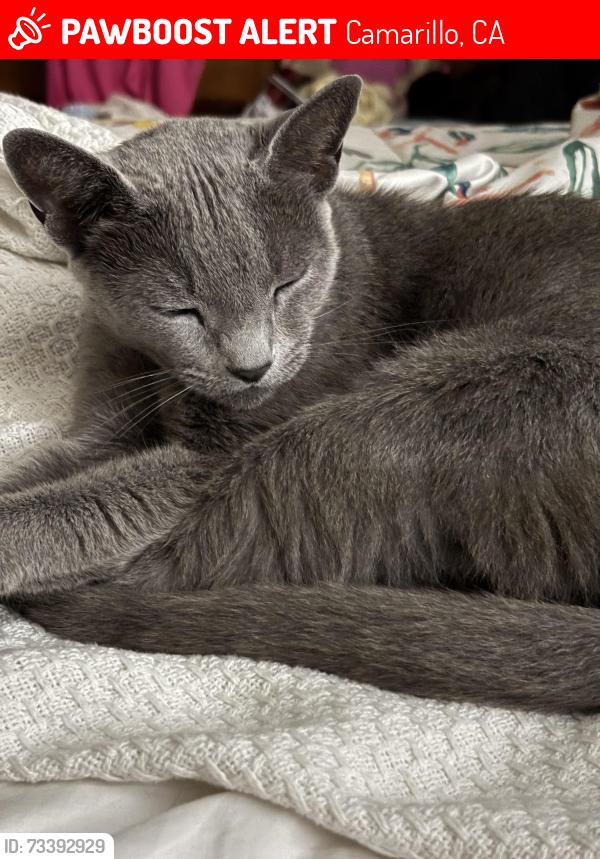 Lost Male Cat last seen Nancy Bush PArk, Camarillo, CA 93010