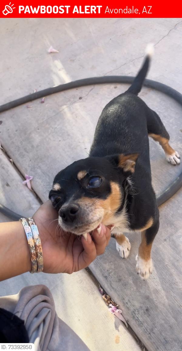 Lost Male Dog last seen W lower buckeye and el mirage, Avondale, AZ 85323