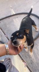 Lost Male Dog last seen W lower buckeye and el mirage, Avondale, AZ 85323