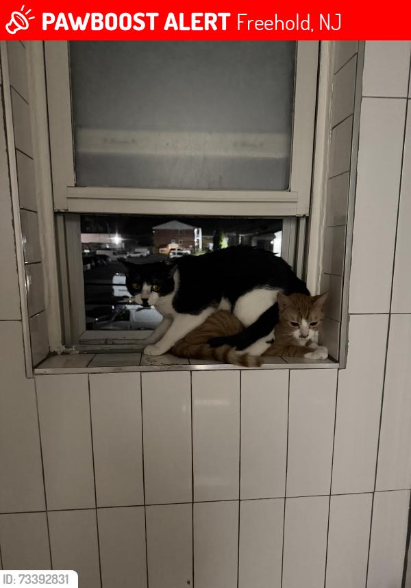Lost Male Cat last seen Near monmouth ave, freehold nj, 07728, Freehold, NJ 07728