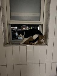 Lost Male Cat last seen Near monmouth ave, freehold nj, 07728, Freehold, NJ 07728