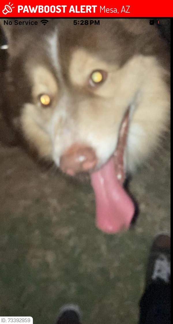 Lost Male Dog last seen Greenfield Rd, Mesa, AZ 85206