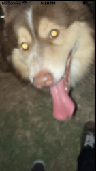 Lost Male Dog last seen Greenfield Rd, Mesa, AZ 85206