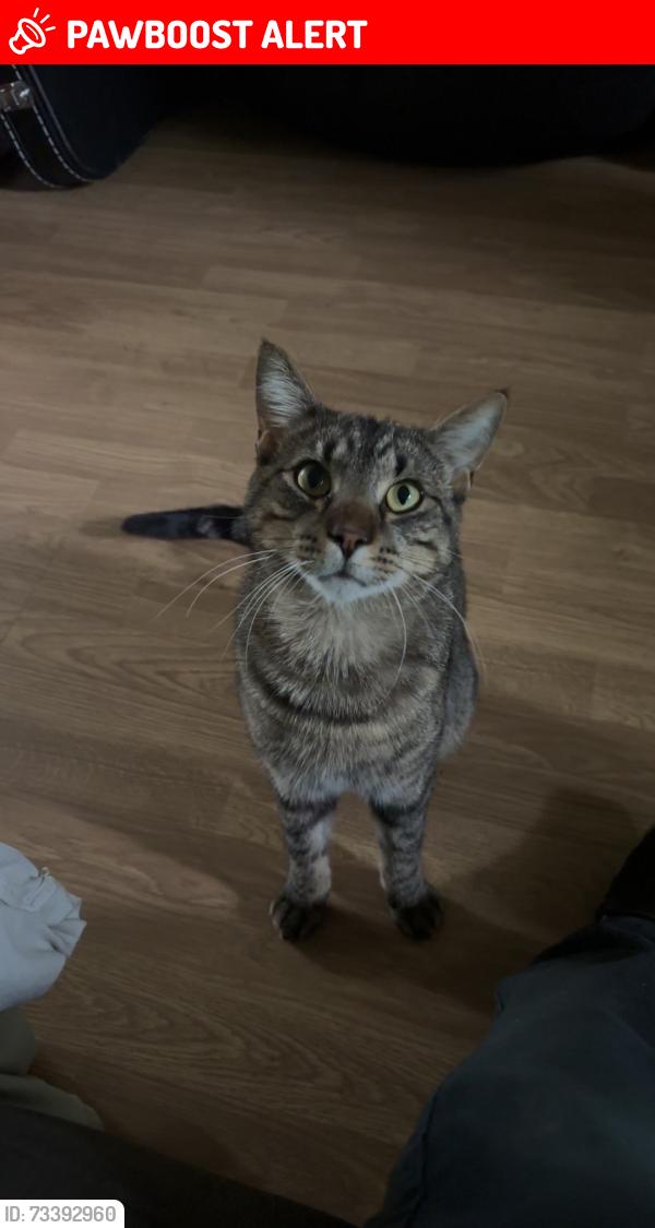 Lost Female Cat last seen 207a 42nd, Langley Township, BC 