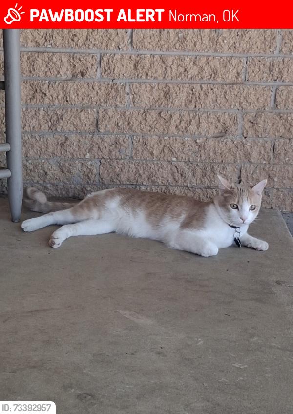 Lost Male Cat last seen Rambling oaks, Springwood ln, Norman, OK 73072