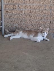 Lost Male Cat last seen Rambling oaks, Springwood ln, Norman, OK 73072