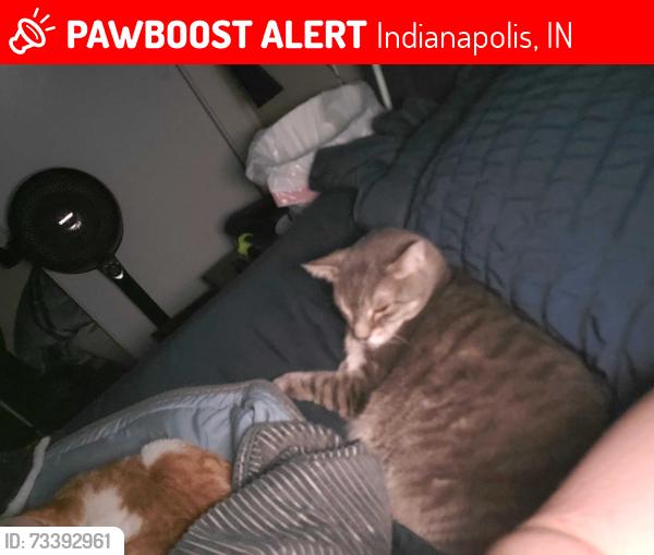 Lost Male Cat last seen Southeastway Park, Indianapolis, IN 46239