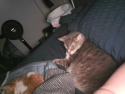 Lost Male Cat last seen Southeastway Park, Indianapolis, IN 46239