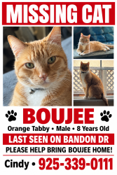 Lost Male Cat last seen Dublin high school, Dublin, CA 94568