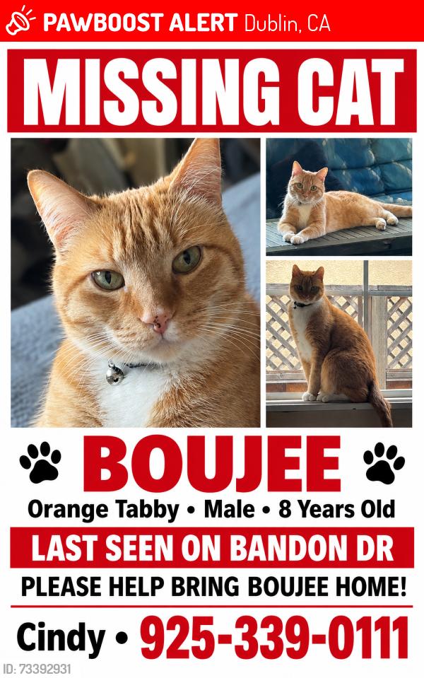 Lost Male Cat last seen Dublin high school, Dublin, CA 94568