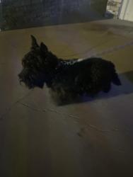Found/Stray Male Dog last seen Brown and 287, Waxahachie, TX 75165