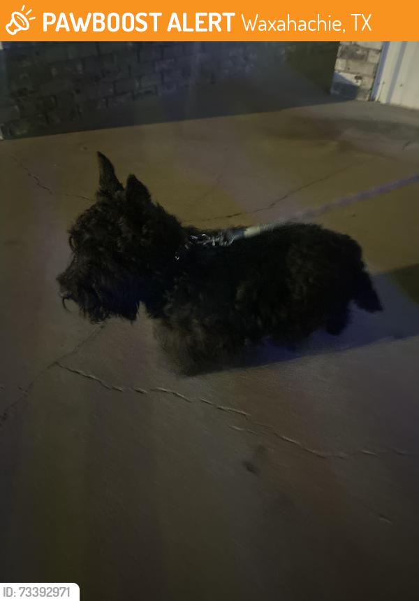 Found/Stray Male Dog last seen Brown and 287, Waxahachie, TX 75165